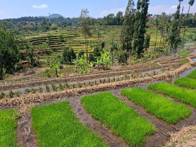 JUAL CEPAT TANAH SAWAH HARGA TERJANGKAU BAROS BANJARAN