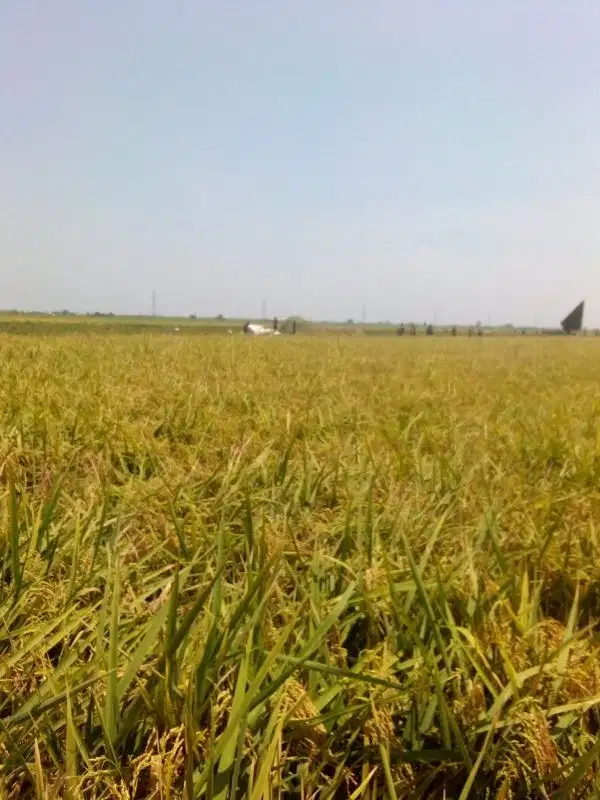 Tanah sawah subur pamanukan akses mobil,