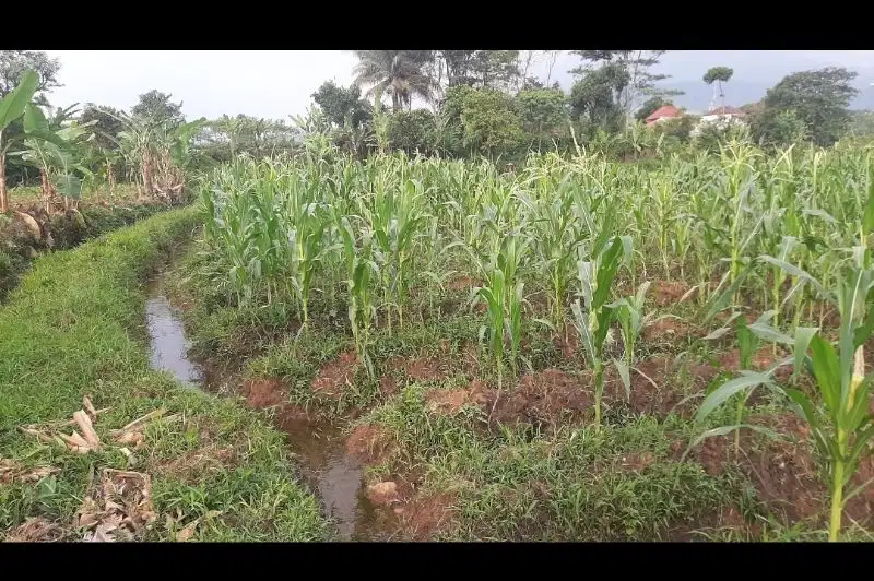 Tanah dijual dekat Kajian Sunnah Kampung Bahasa arab Pamijahan Bogor