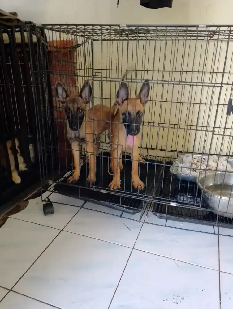 Anjing Penjaga Belgian Melanois