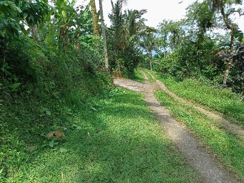 jual tanah kebun kopi Tabanan Pupuan 47are 16jt/are Nego