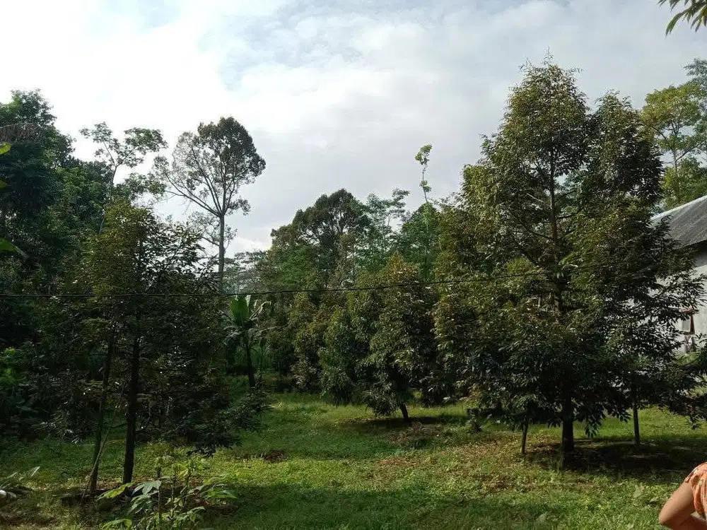 Jual kebun durian pasuruan paserpan