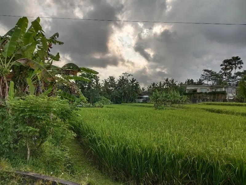 DISEWAKAN TANAH LOKASI UBUD LINGKUNGAN VILLA VIEW SAWAH