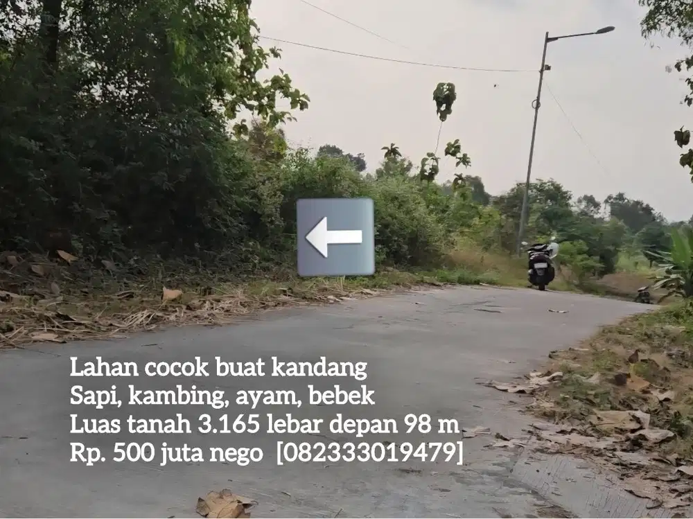 Tanah pinggir jalan cor cocok buat kandang sapi, kambing, ayam, bebek