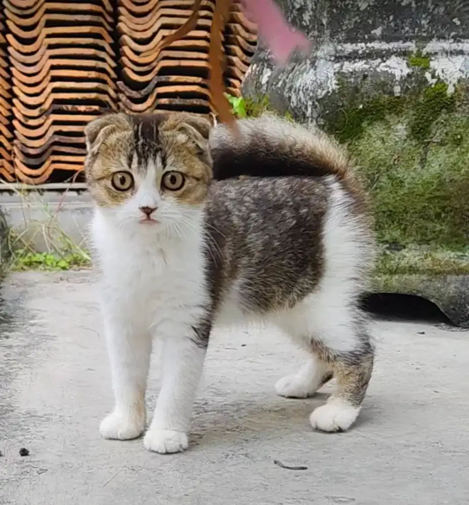 Scottish fold/Munchkin/bsh