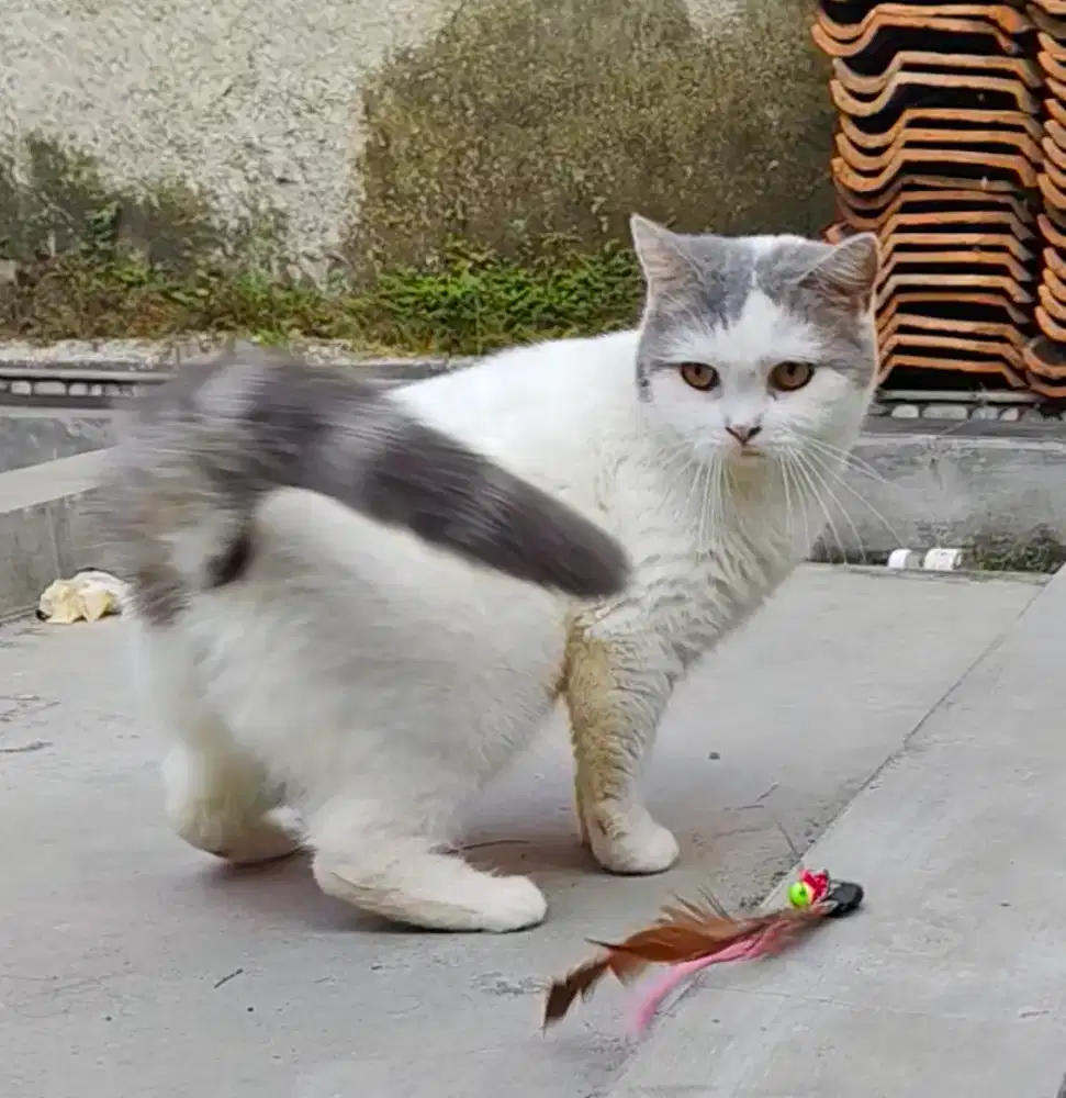 Scottish straight/bsh/Munchkin