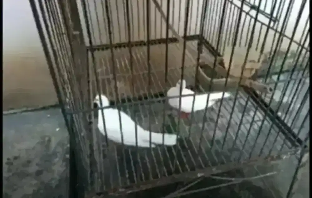 JUAL SEPASANG BURUNG PUTER