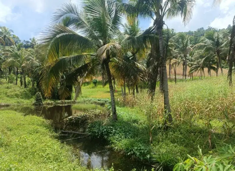 Dijual Perkebunan Seluas 99.000 m2 DI Totabuan - Sulawesi Utara