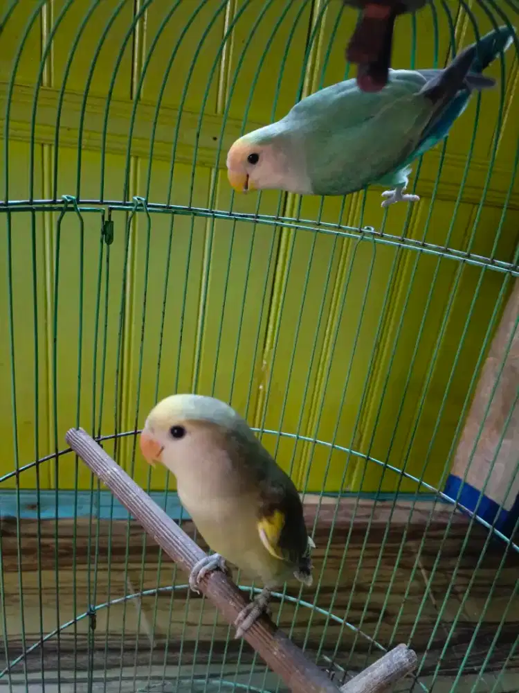 Jual Lovebird NK/Non Klep Sepasang
