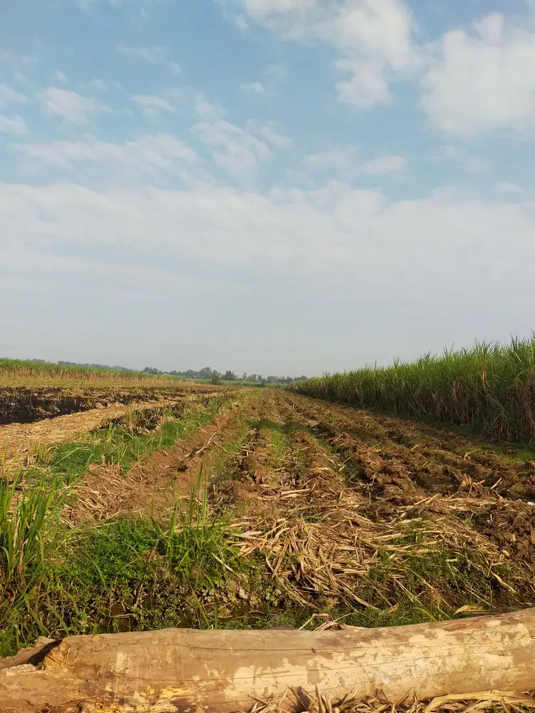 Juallahan produktif di Ngoro Jombang pengairan lncar dekat sungai