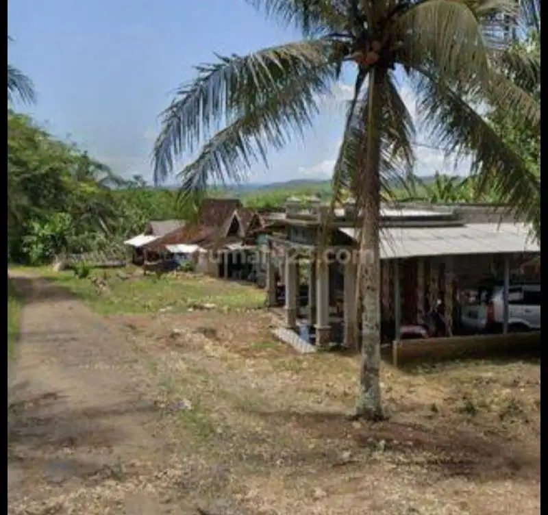 Tulung agung, Kebun kelapa, siap panen
