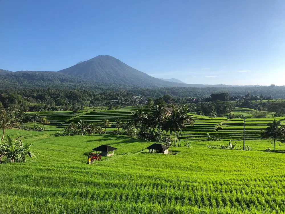 Dijual tanah kebun durian dan sawah tabanan Pupuan