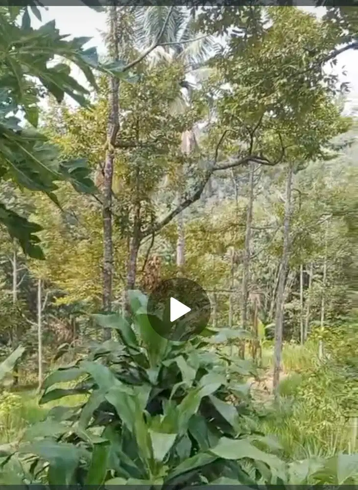 Dijual tanah kebun durian lokasi strategis Wonosalam, Jombang