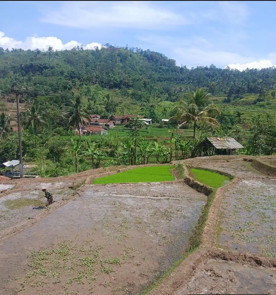 Sawah pinggir jln aspal sukahayu rancakalong