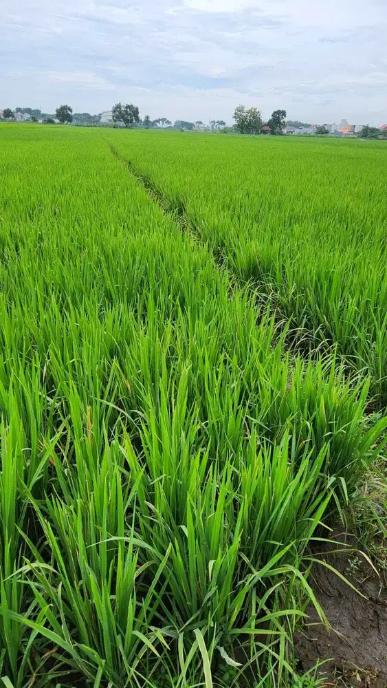 Jual tanah produktif di tambak beras Jombang bagus untuk investasi