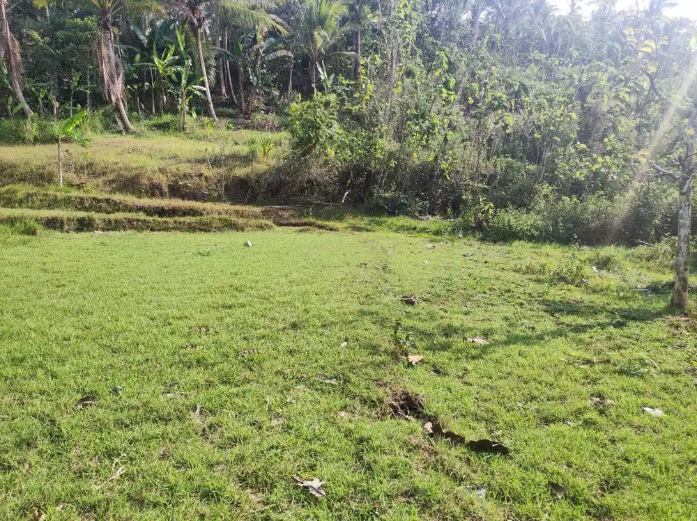 DIJUAL TANAH MURAH JEMBRANA BUC