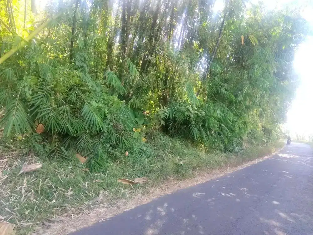 Dijual kebun durian + kopi di Bondowoso