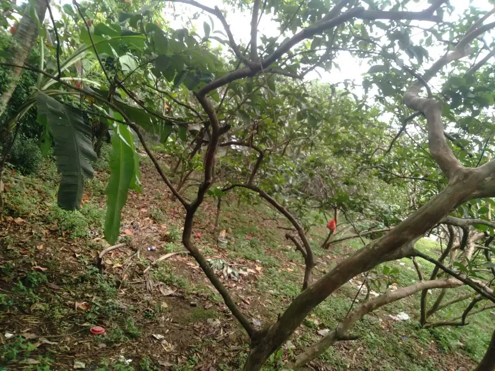 Dijual tanah Kavling Cluster sudah banyak yang huni