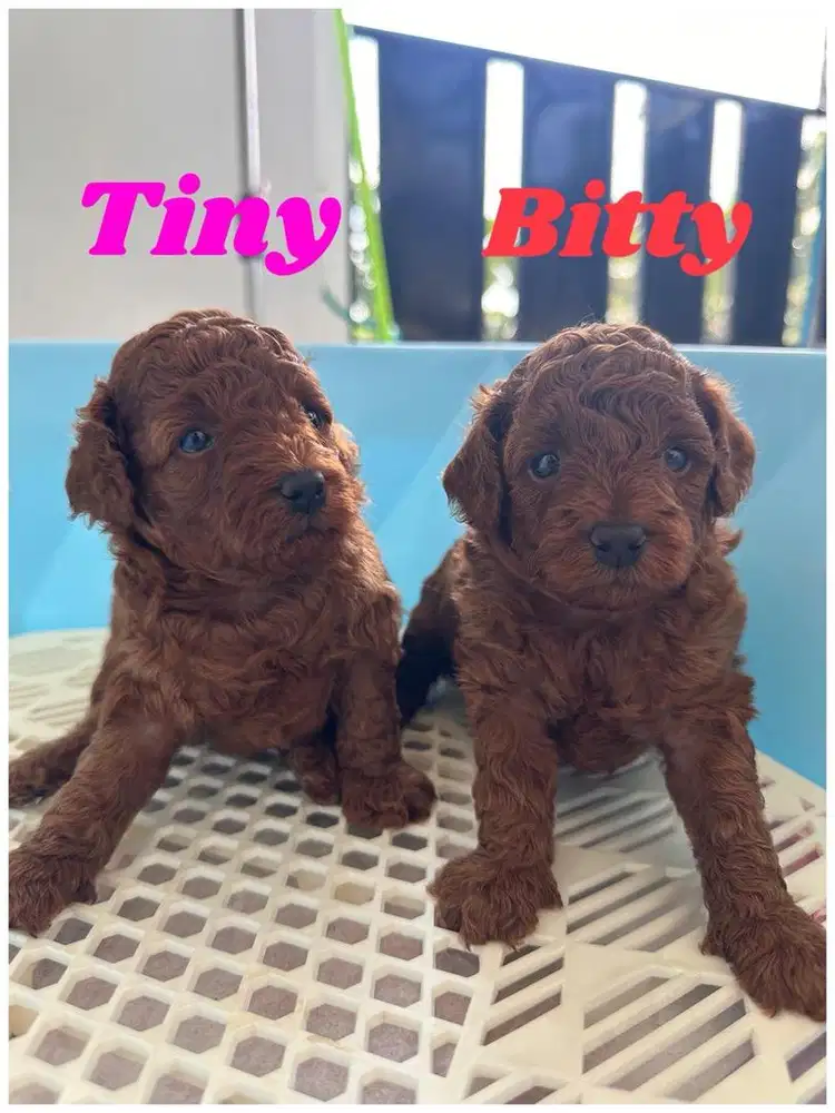 TOY POODLE CEWEK SEMUA NIHH!