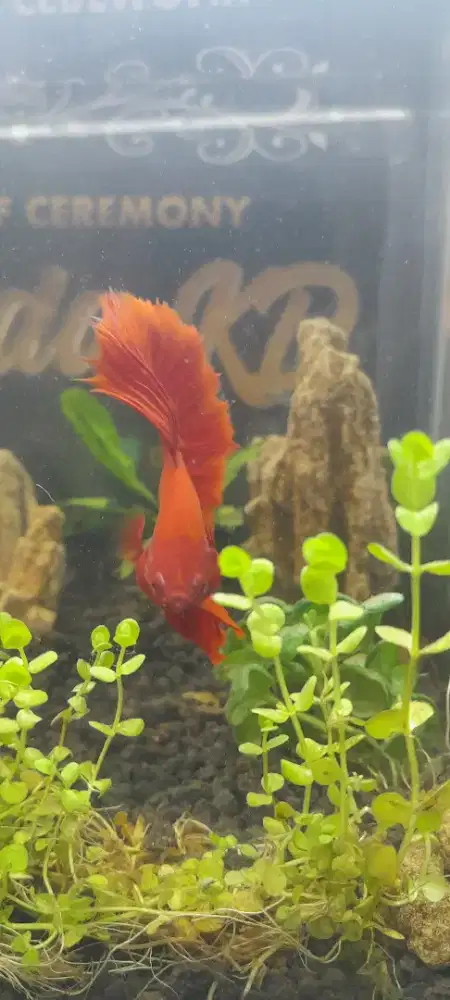 Aquascape soliter ikan cupang HM RoseTail Super Red size medium