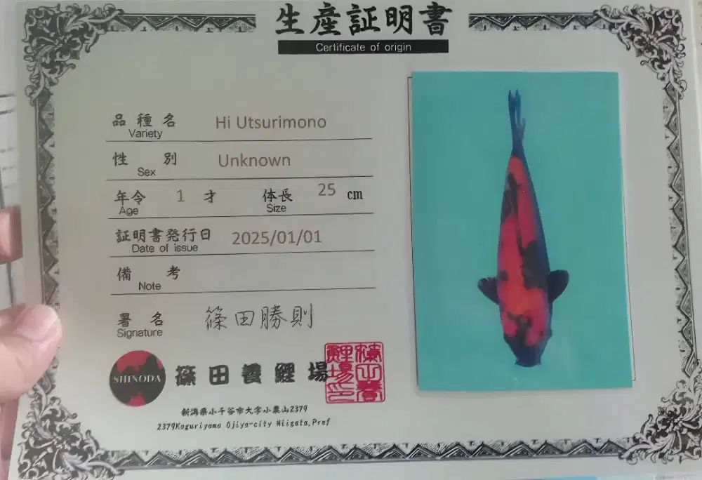 Ikan Koi Hi Utsuri Import Shinoda Bersertifikat 39cm Berpunuk HQ