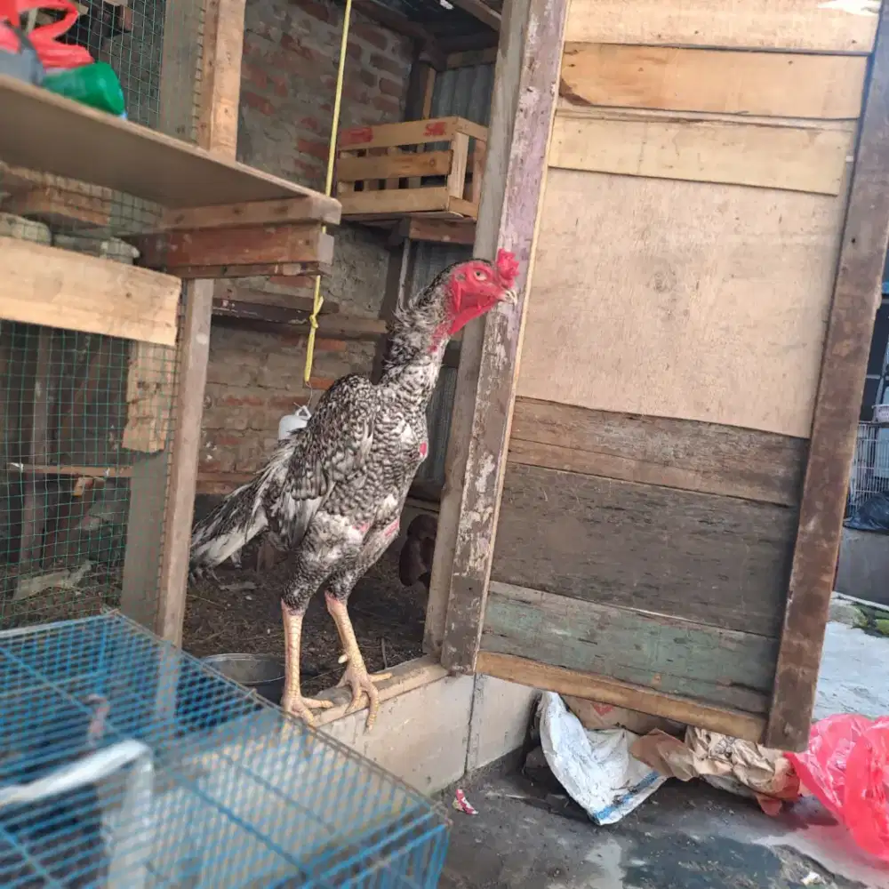 Shamo Eropa line nuber