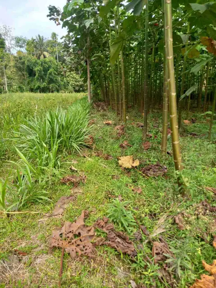 Kebun Kayu Balsa Pandanmulyo Tajinan Malang