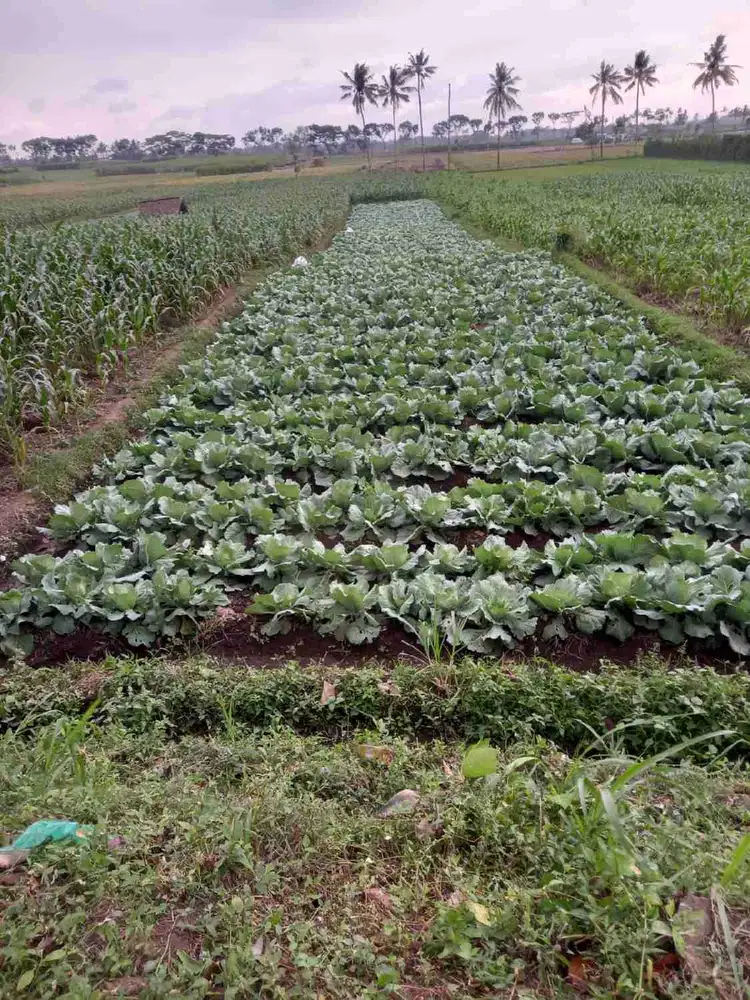 Tanah Kebun Purwosekar Tajinan Malang