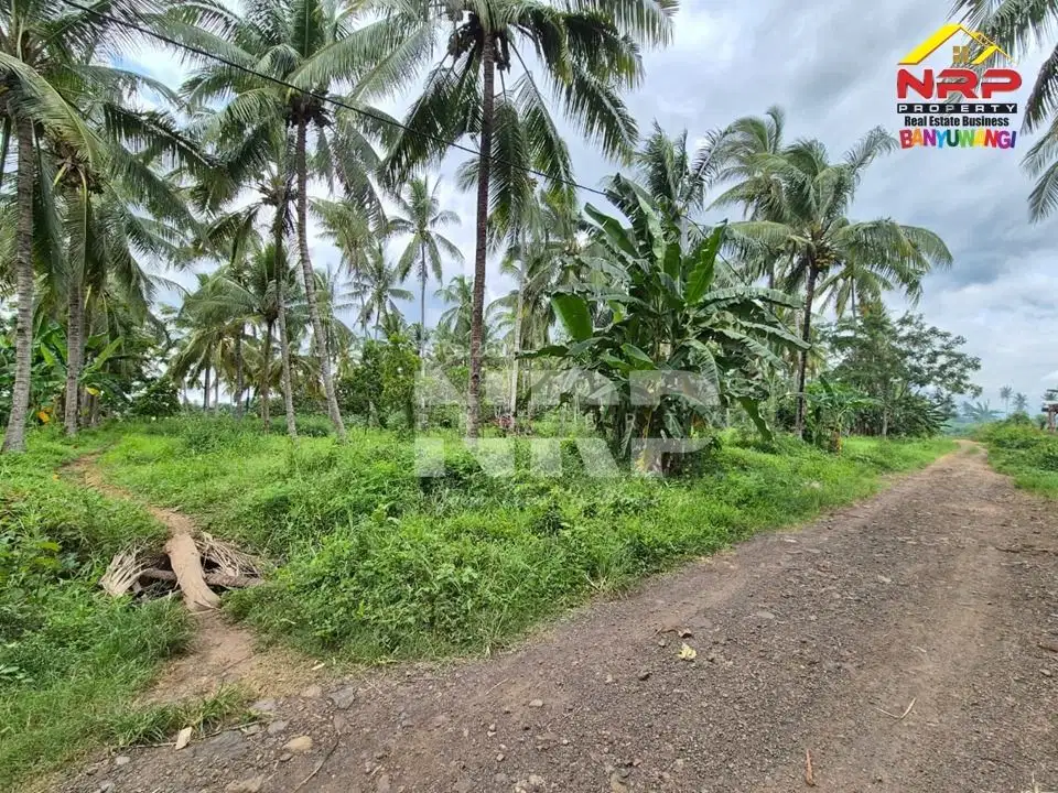 Dijual Tanah Kebun Kelapa di Jl. Macan Putih, Kabat - Banyuwangi