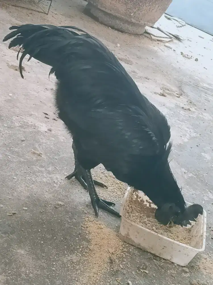 Ayam cemani ayam kedu