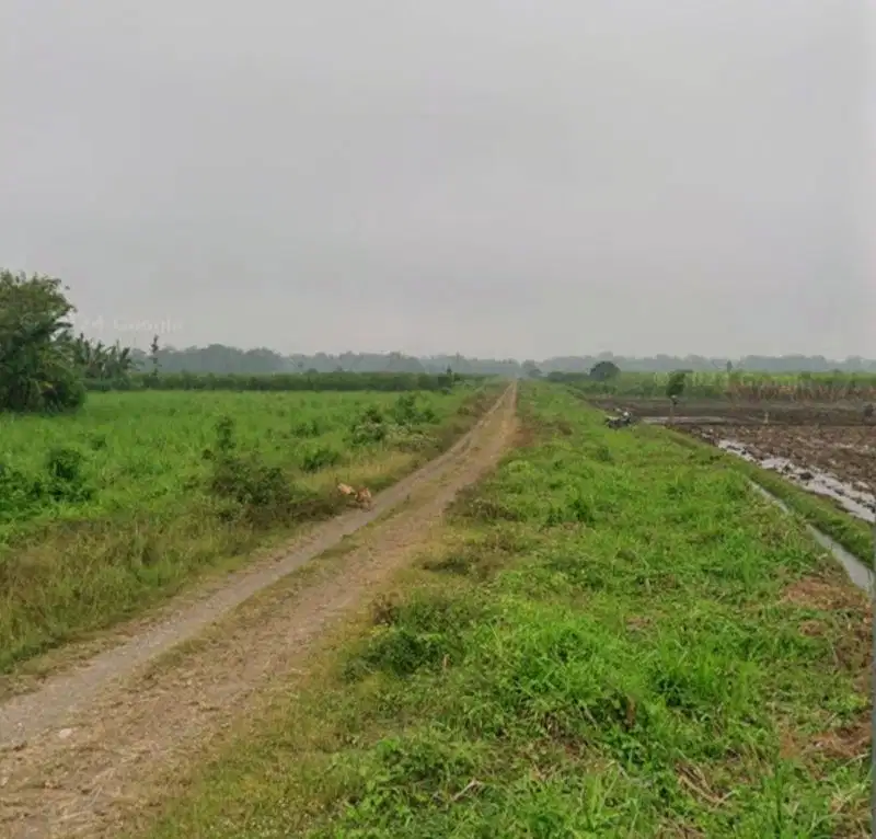 SAWAH 1500 UMBULREJO PG SEMBORO JEMBER