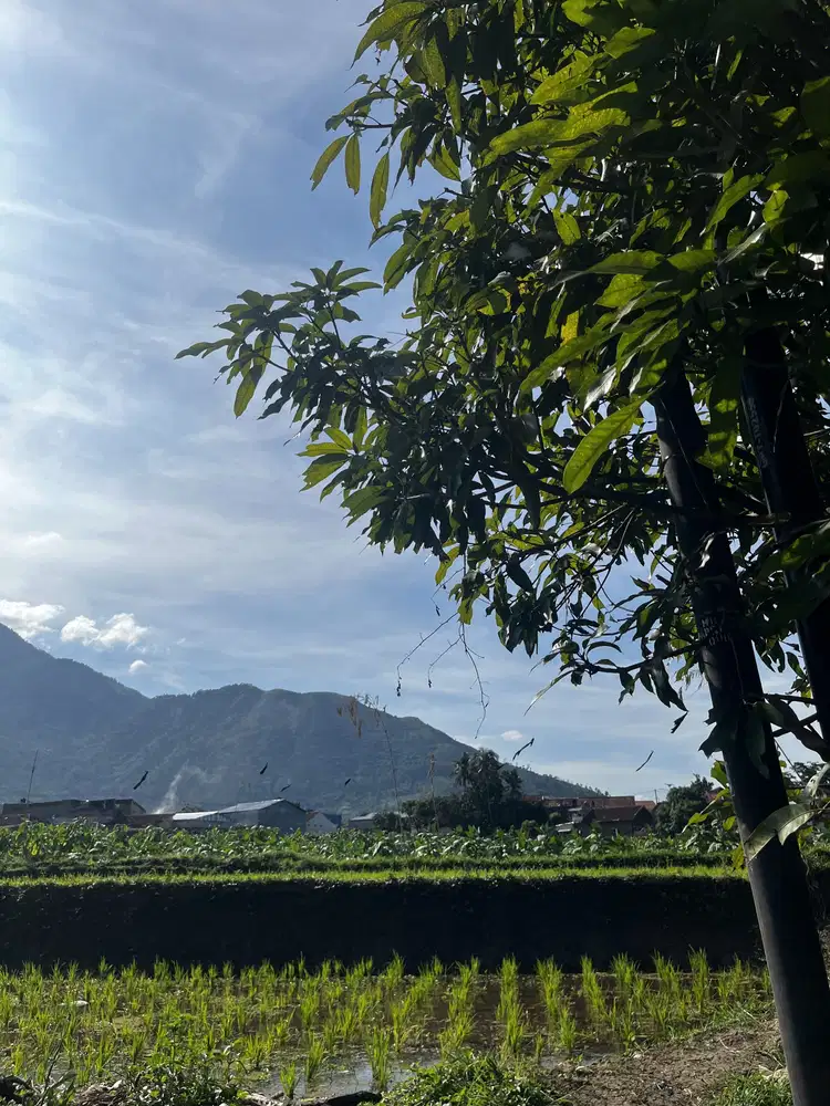 Tanah Sawah di Jual Akses Mobil 86 Tumbak