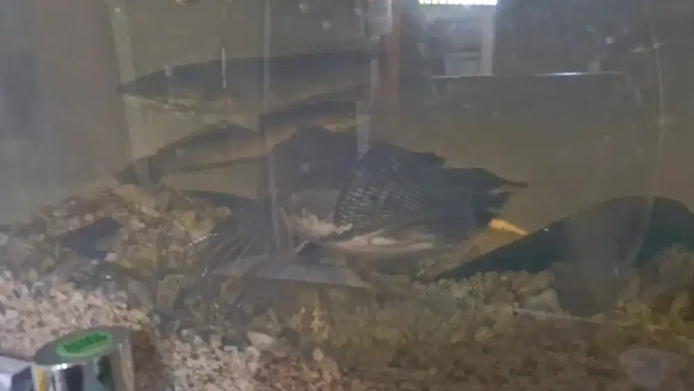 Jual Ikan Snake Head