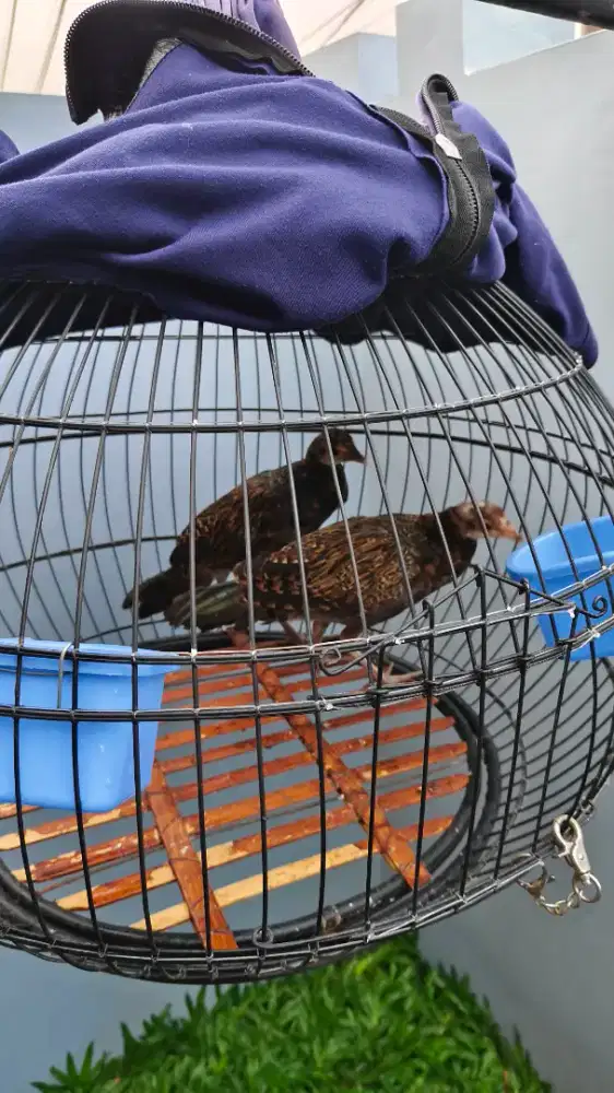 Ayam Hutan Hijau Asli Lombok Sekotong