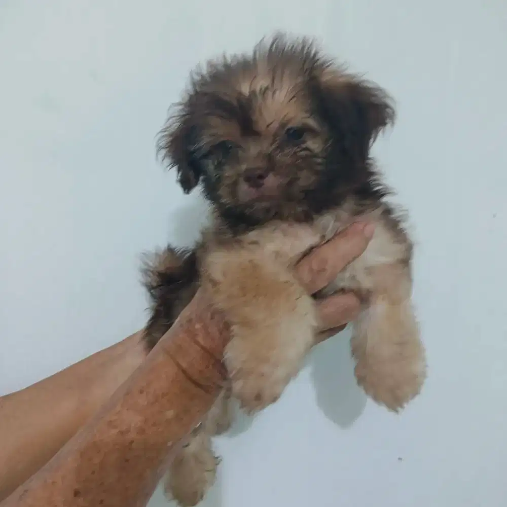Jual anakan Doggy usia 4  bulan