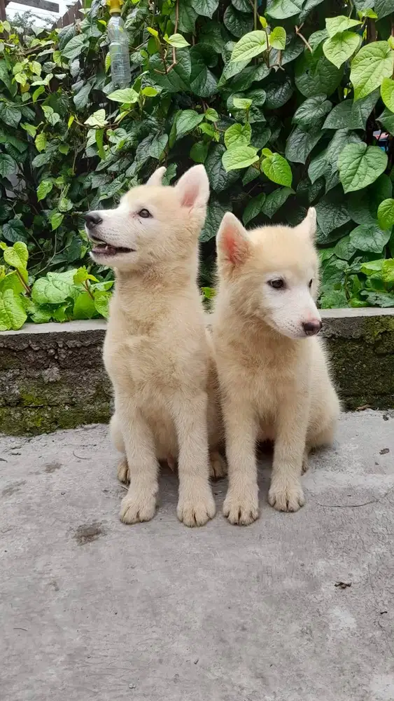 Puppy Husky Umur Sekitar 2,5 Bln, STB, MICROCHIP