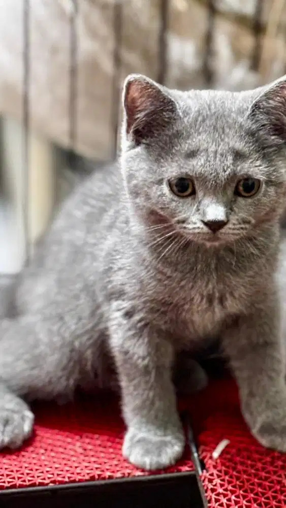 Kelly betina blue solid british shorthair fortune cat jdhin gaelic oke