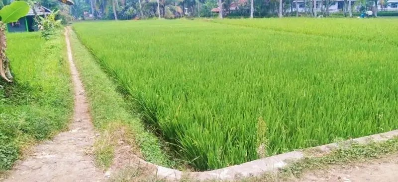 DI JUAL SAWAH KIKISIK SUKARATU KOTA TASIKMALAYA JAWA BARAT