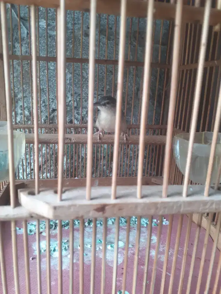 Jual burung ciguN ciblek gunung rajin