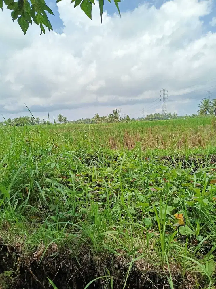 Tanah kontrak dekat nyanyi buit