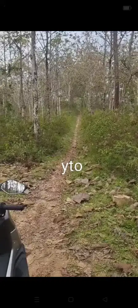 Jual kebun jati siap panen lokasi Jumantono lt 2H hrg 1,7Myd nego