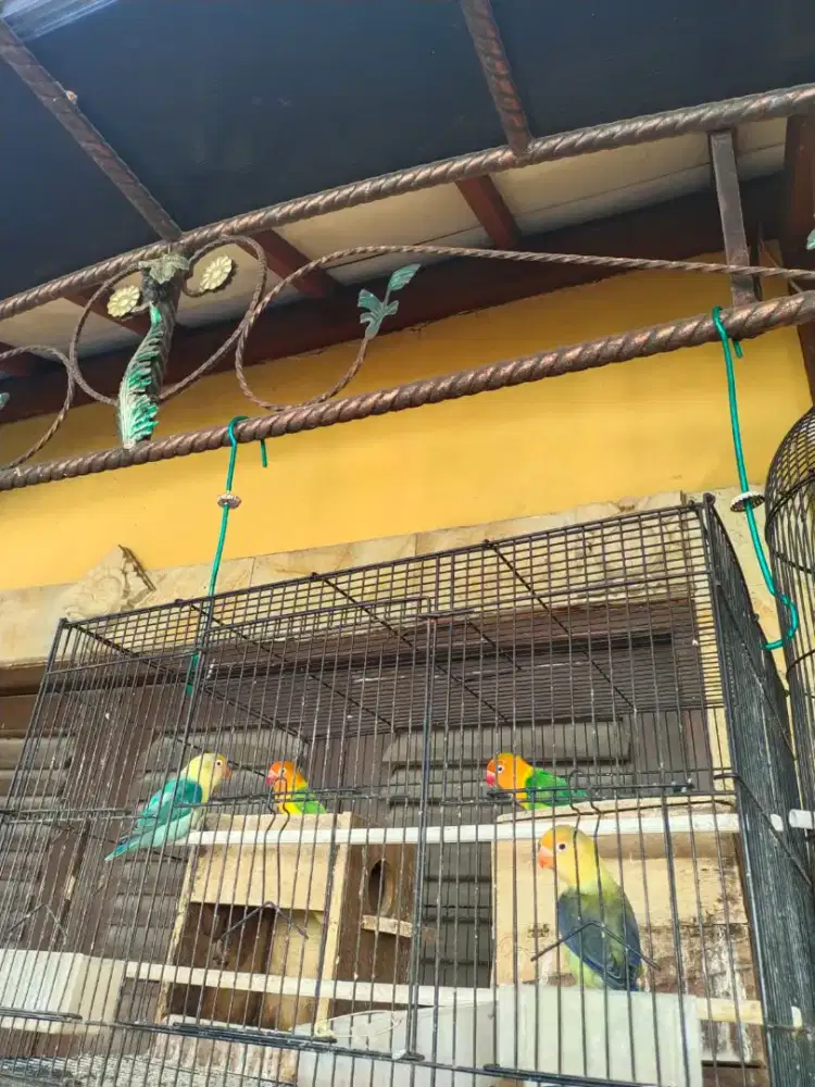 Jual Love Bird dengan kandangnya