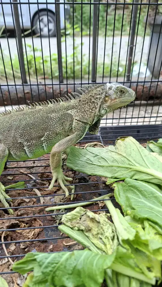 Female green colum iguana