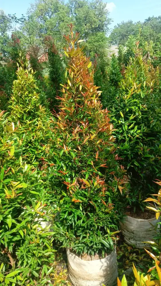 Tanaman hias pucuk merah tinggi 1mtr