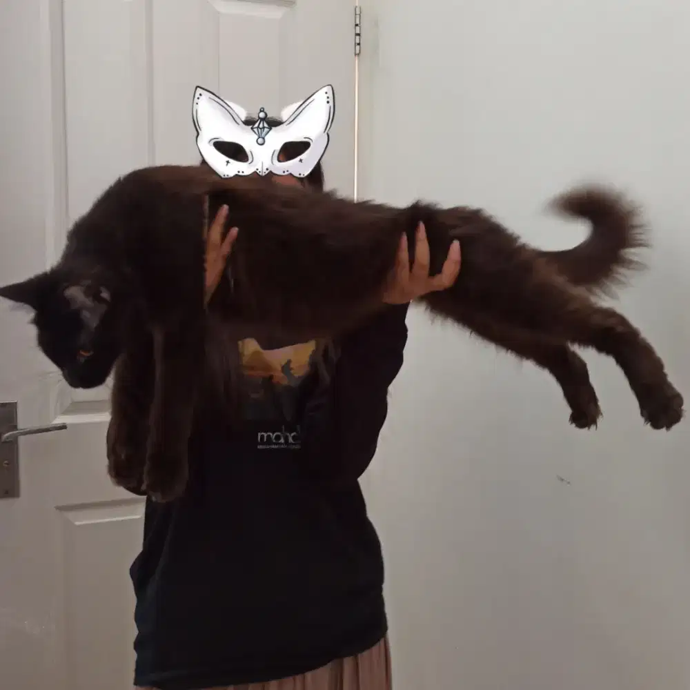 Kucing Mainecoon Maincoon betina Nonped Proven 1x