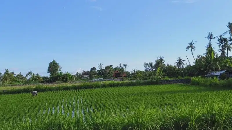 Di Jual Tanah Bonus Bangunan Lantai 2 View sawah