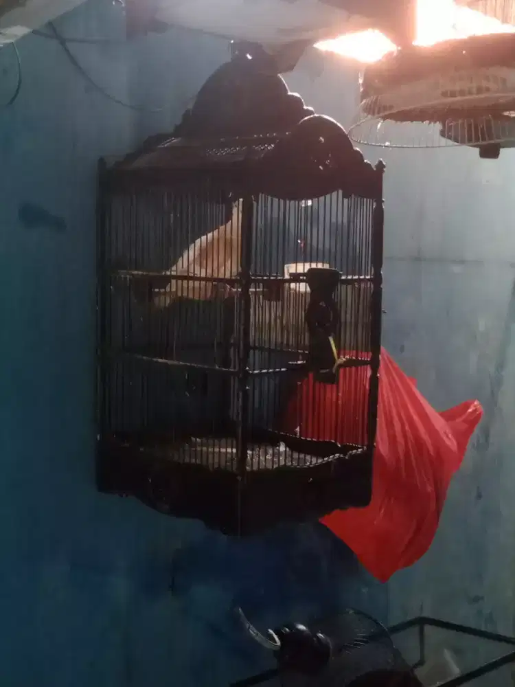 Burung puter dan perkutut lokal