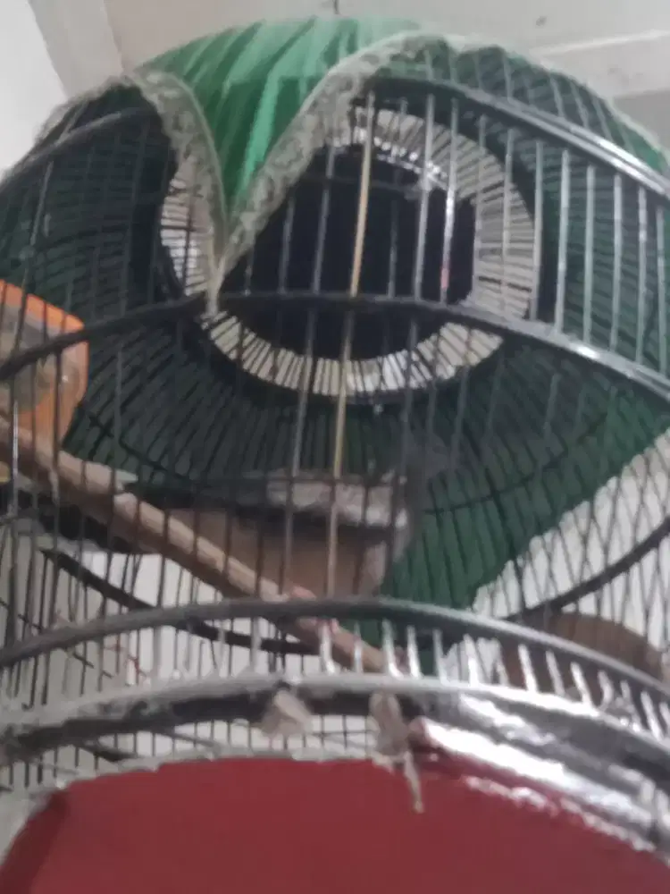 Burung terkukur gacor