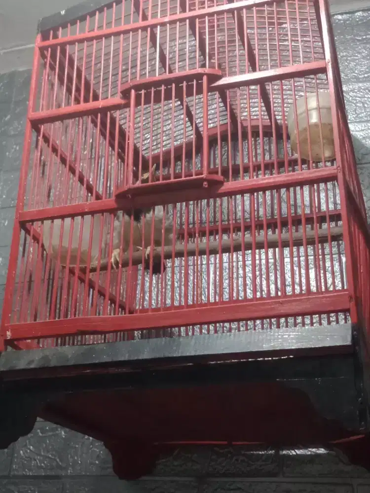 Burung jalak suren gacor