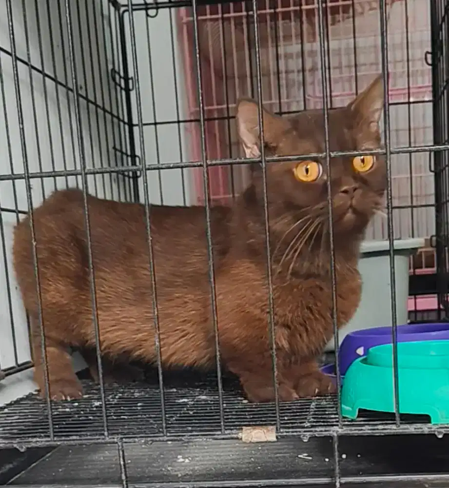 Bsh Munchkin coco/bsh Munchkin cinnamon